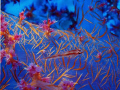   Landlord soft coral  